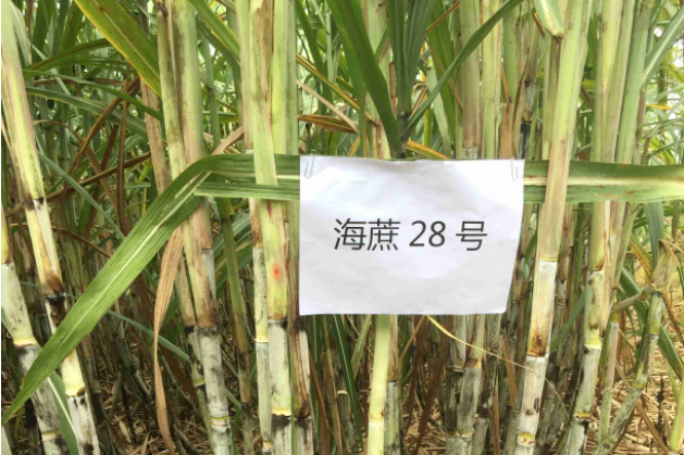 粵糖12614 粵糖12614