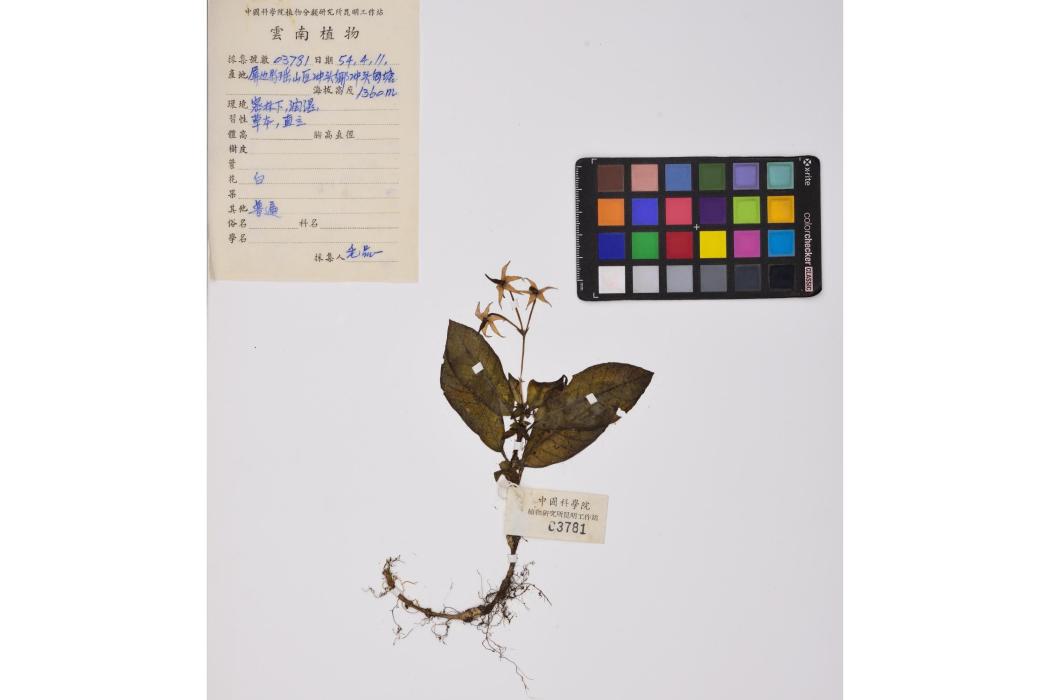 滇雪花 滇雪花