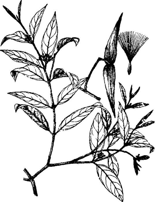 吊山桃(夾竹桃科鯽魚藤屬植物) 吊山桃(夾竹桃科鯽魚藤屬植物)