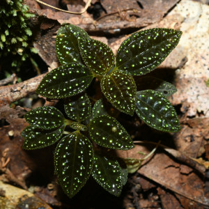 Macrocentrum latifolium