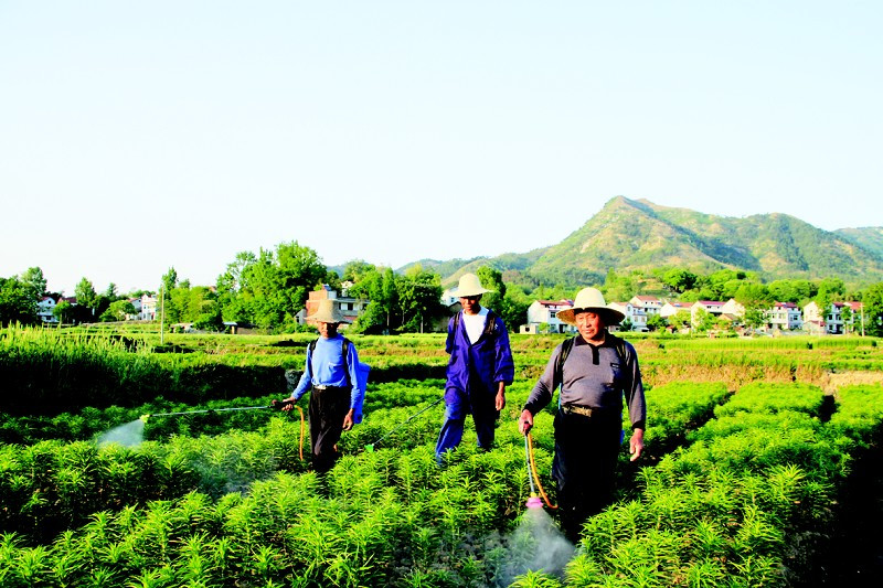 甲地河村 甲地河村