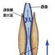 靜脈血壓