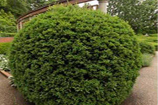 Buxus microphylla \x27John Baldwin\x27 Buxus microphylla \x27John Baldwin\x27