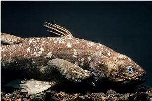 拉蒂邁魚標本