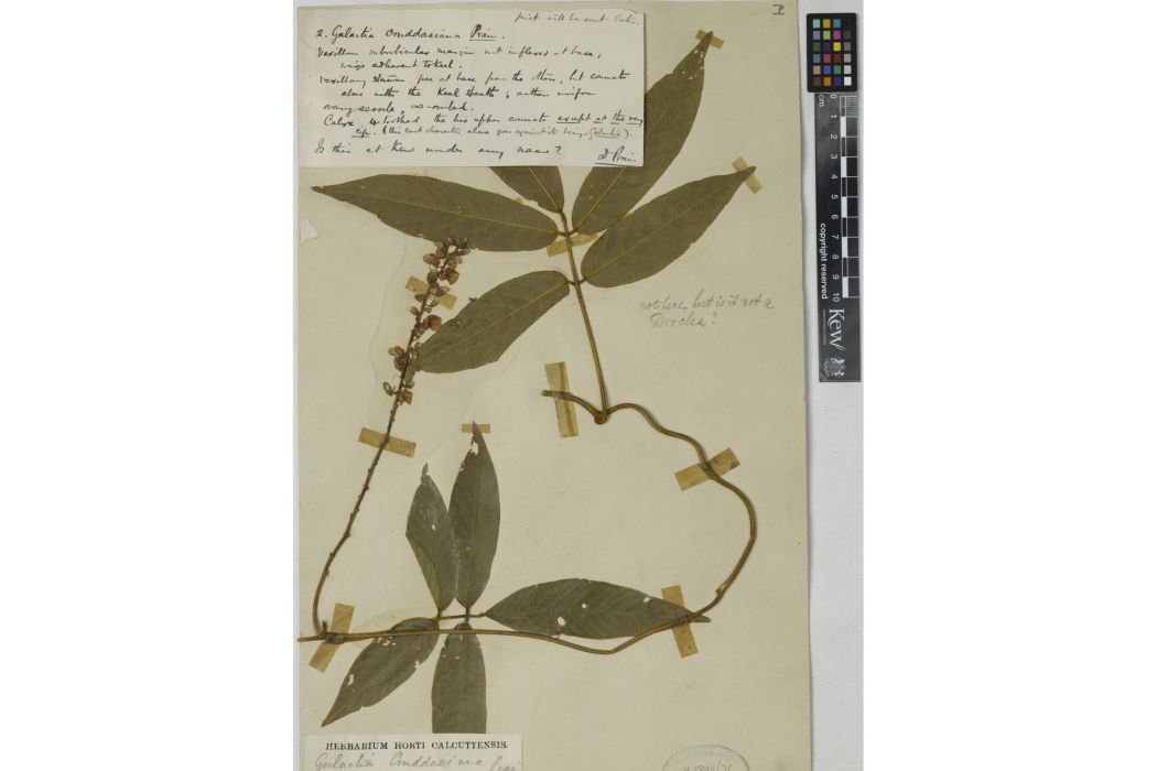 草崖豆 草崖豆