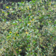 梅花刺根 梅花刺根