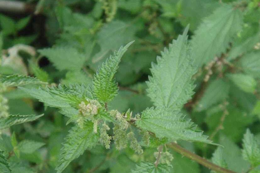 蕁麻葉母草 蕁麻葉母草