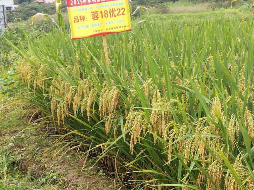 蓉18優9號 蓉18優9號