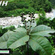 大葉山桂花 大葉山桂花