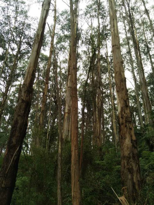 瑞格楠(杏仁香桉) 瑞格楠(杏仁香桉)