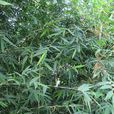 綠竹(禾本目禾本科植物) 綠竹(禾本目禾本科植物)