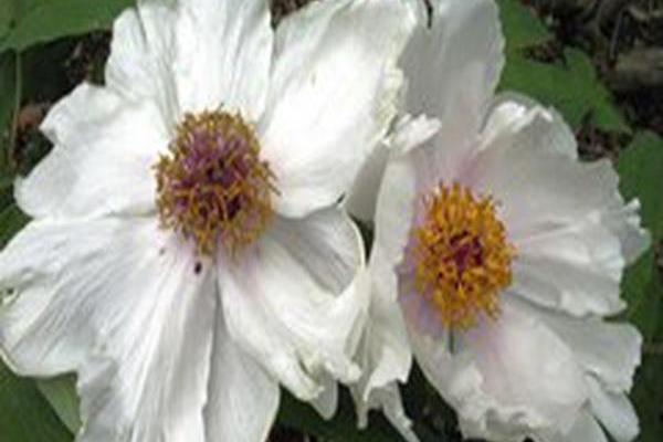 Paeonia suffruticosa \x27Yu Ban Bai\x27 JADE PLATE WHITE Paeonia suffruticosa \x27Yu Ban Bai\x27 JADE PLATE WHITE