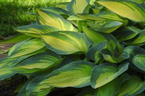 Hosta (Tardiana Group) \x27June\x27 Hosta (Tardiana Group) \x27June\x27