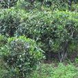 野茶樹