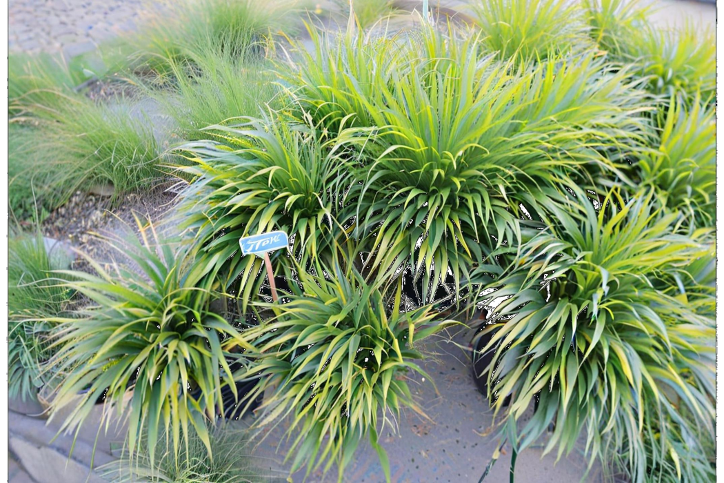 箱根草 箱根草