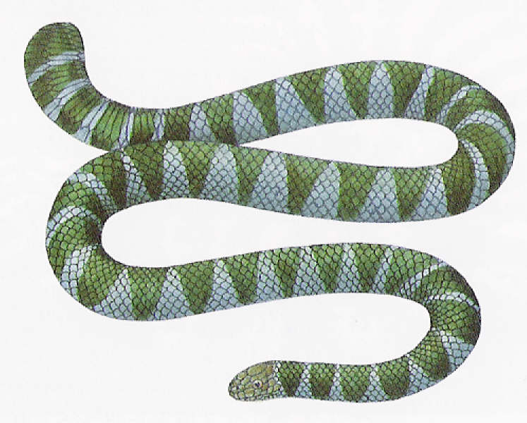 半環扁尾蛇