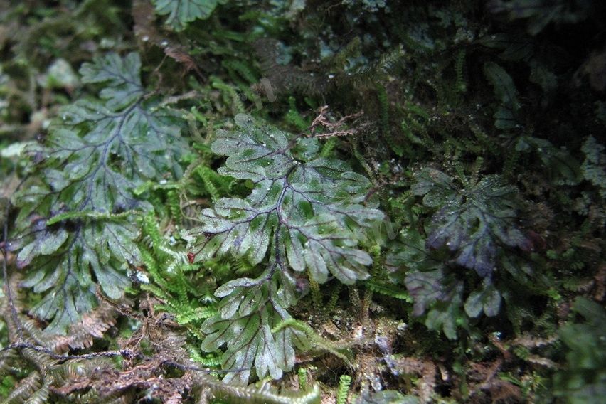 膜蕨屬 膜蕨屬
