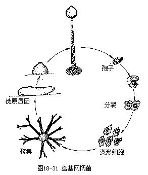 盤基網柄菌