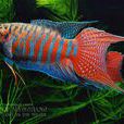 沙芒魚 沙芒魚