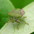 半翅目(Hemiptera)