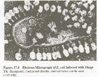 裂解噬菌體
