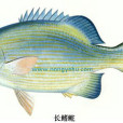 長鰭[魚舵]
