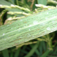 水稻細菌性條斑病