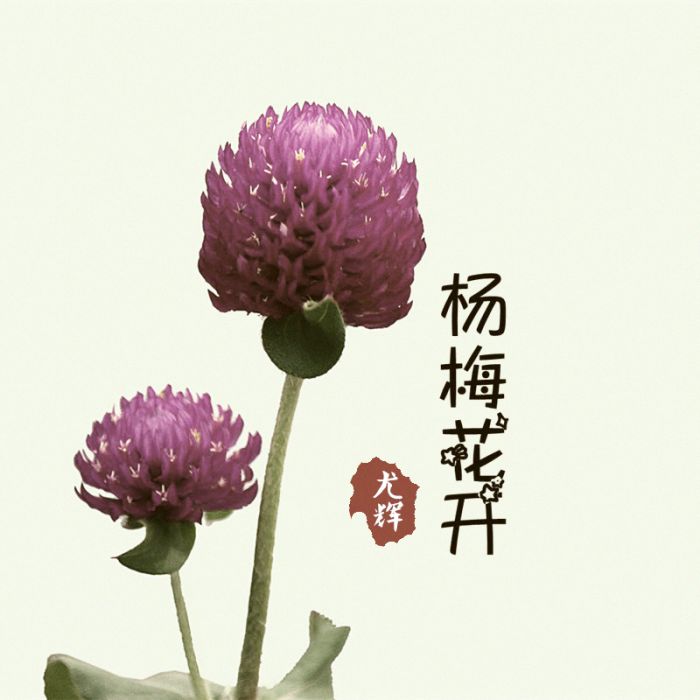 楊梅花開(尤輝演唱歌曲) 楊梅花開(尤輝演唱歌曲)