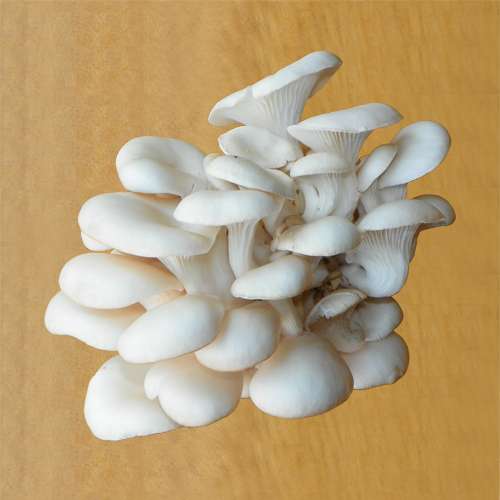 秀珍菇菌種