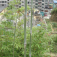 唐竹(禾本科物種)