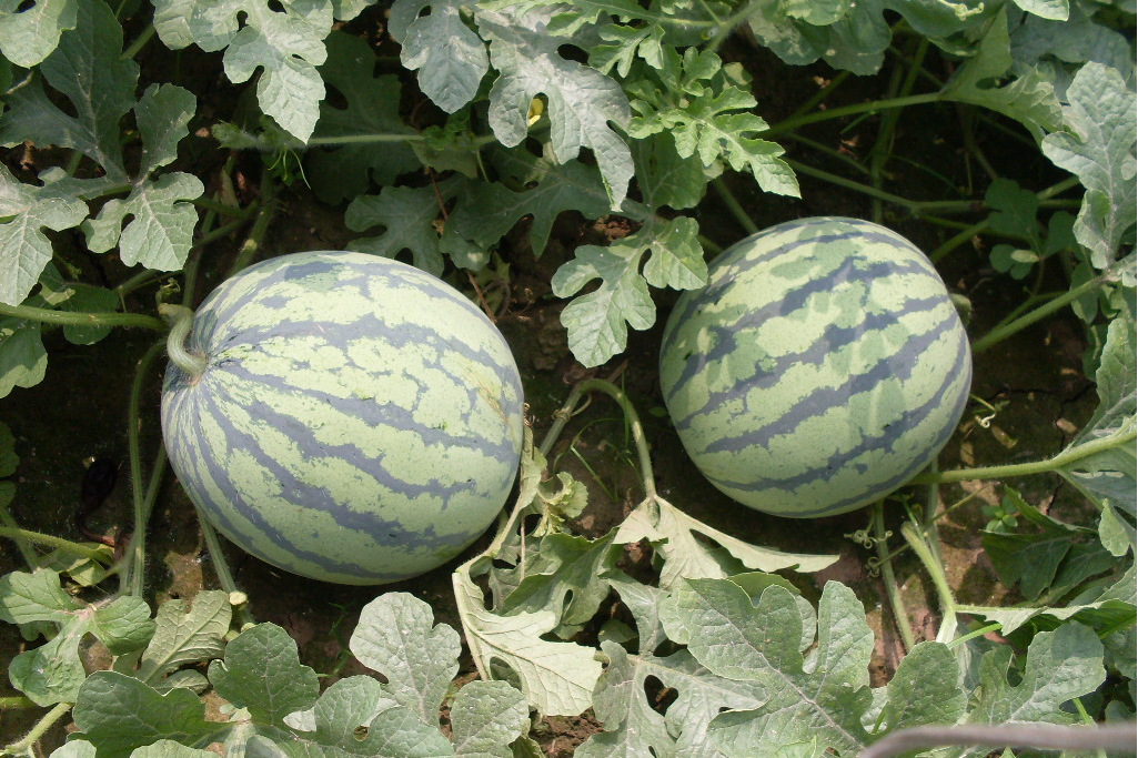 鄂西瓜2號 鄂西瓜2號