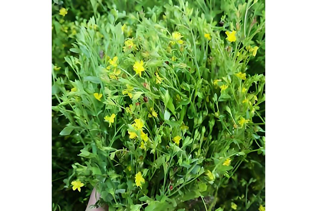 田基黃(菊科田基黃屬植物)