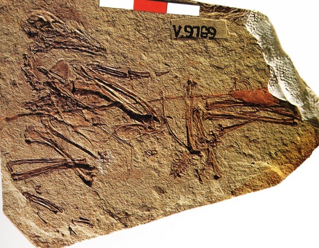 燕都華夏鳥化石