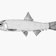 大眼青鱗魚 大眼青鱗魚