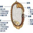 糊粉層