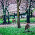 奈良公園 奈良公園