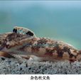 雜色杜父魚 雜色杜父魚