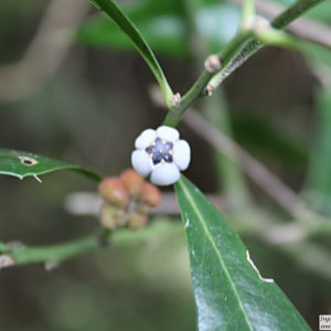 Jodina rhombifolia