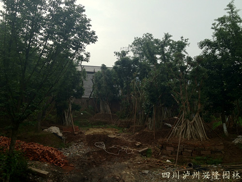 四川瀘州興隆園林景觀工程有限公司