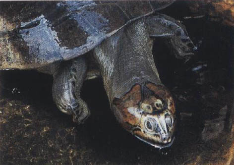 紅頭側頸龜