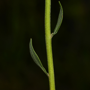 Stomatanthes oblongifolius