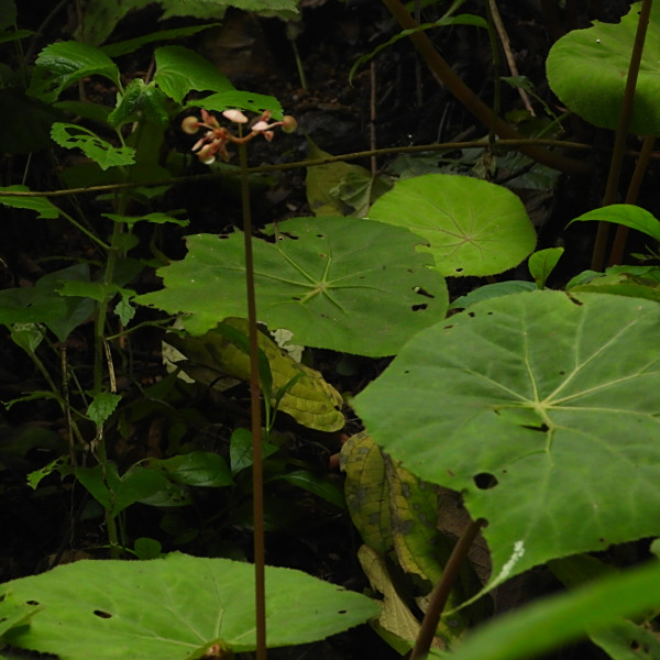 Begonia serotina