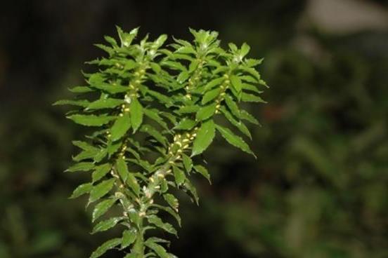 Calceolaria (Herbeohybrida Group)