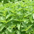 日本薄荷 日本薄荷