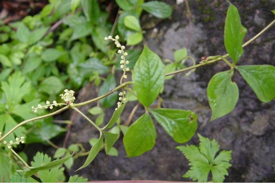 高山薯蕷 高山薯蕷