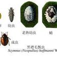 黑襟毛瓢蟲 黑襟毛瓢蟲
