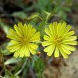野苦蕒菜(野苦蕒菜)