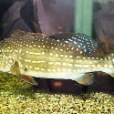金目麗魚