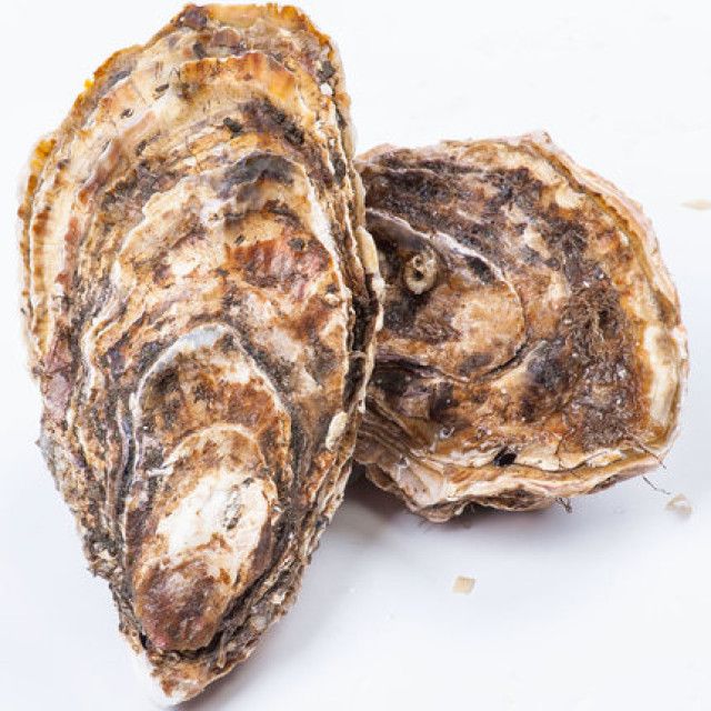 固著生物 固著生物
