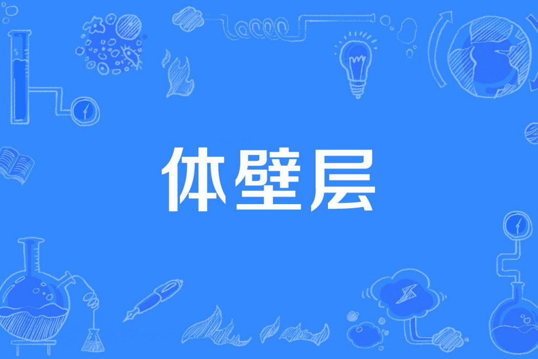 體壁層 體壁層